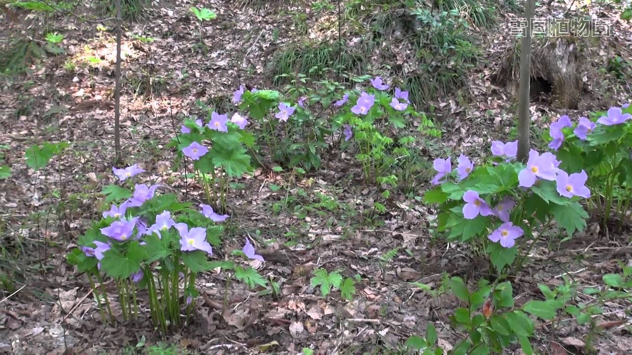 シラネアオイ Youtube