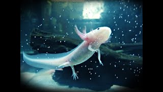 Chapter 1 : Axolotls