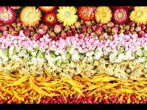[서울인디애니페스트2026] 속세 너머 Taiwan NatureㅣTrailer