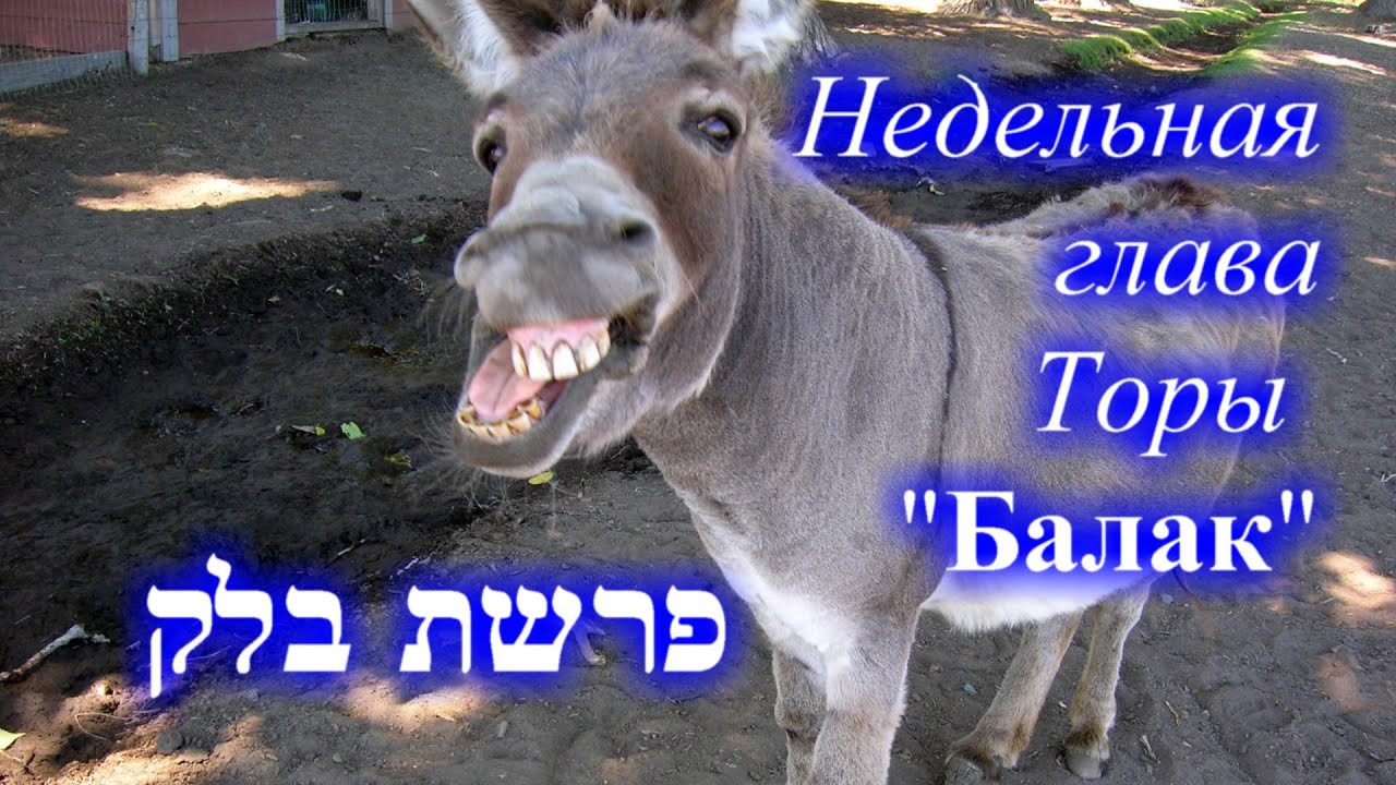 Недельная глава Торы \"Балак\" 5781 - YouTube