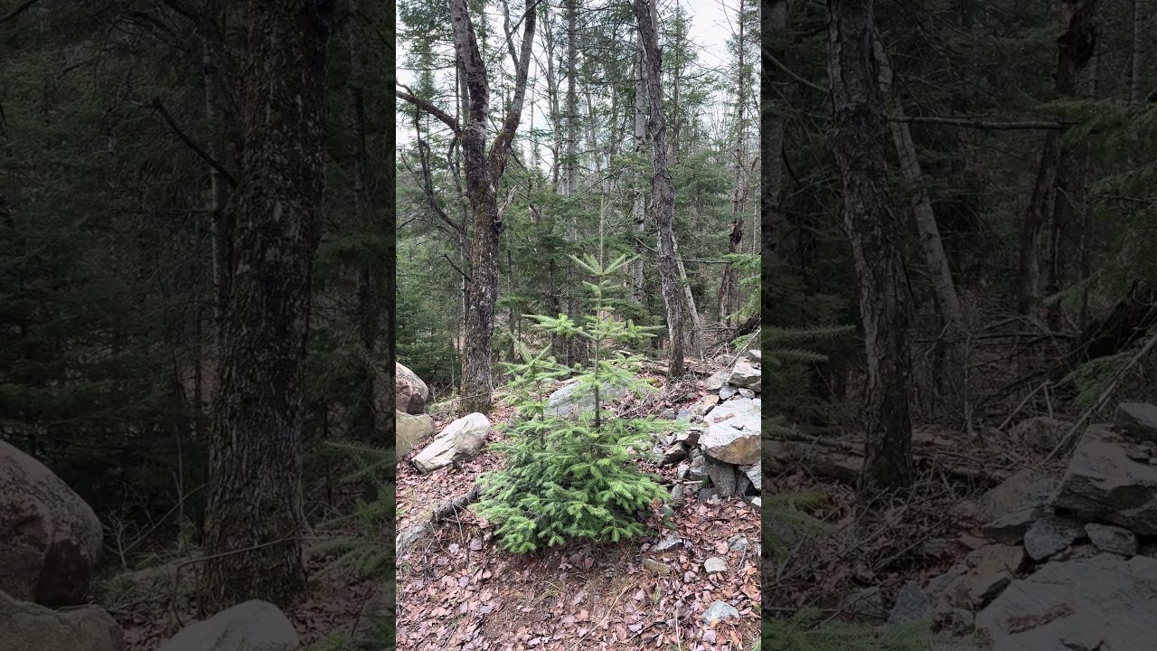 4k Spring Forest E8 26s #Naturelover #Expore #Beautiful #Peaceful #Relaxing #Spring #Canada #Forest