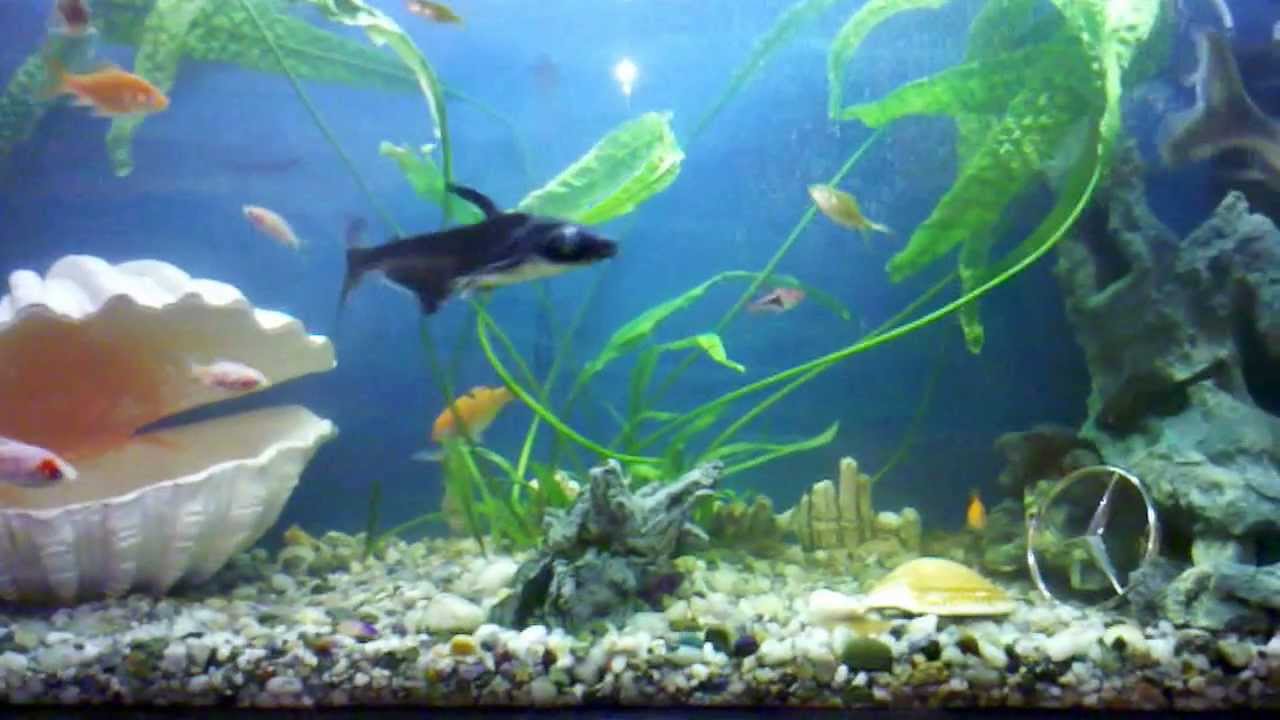 My shark catfish dancing on the music of Paul Kalkbrenner. Cápa harcsa