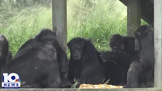 Chimpanzee rescued from medical lab, now lives beautiful life