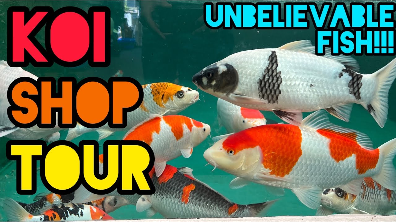 KOI shop tour (incredible fish) YouTube