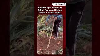 Russell’s viper rescued by Ashvet Gawas and Maluraj Pavne at Nanus, Valpoi