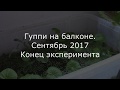 ГУППИ на балконе.  Конец эксперимента