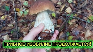 картинка: БЕЛЫЕ, ДУБОВИКИ, ПОДОСИНОВИКИ И ПОДБЕРЕЗОВИКИ ЕСТЬ В НАШЕМ ЛЕСУ.