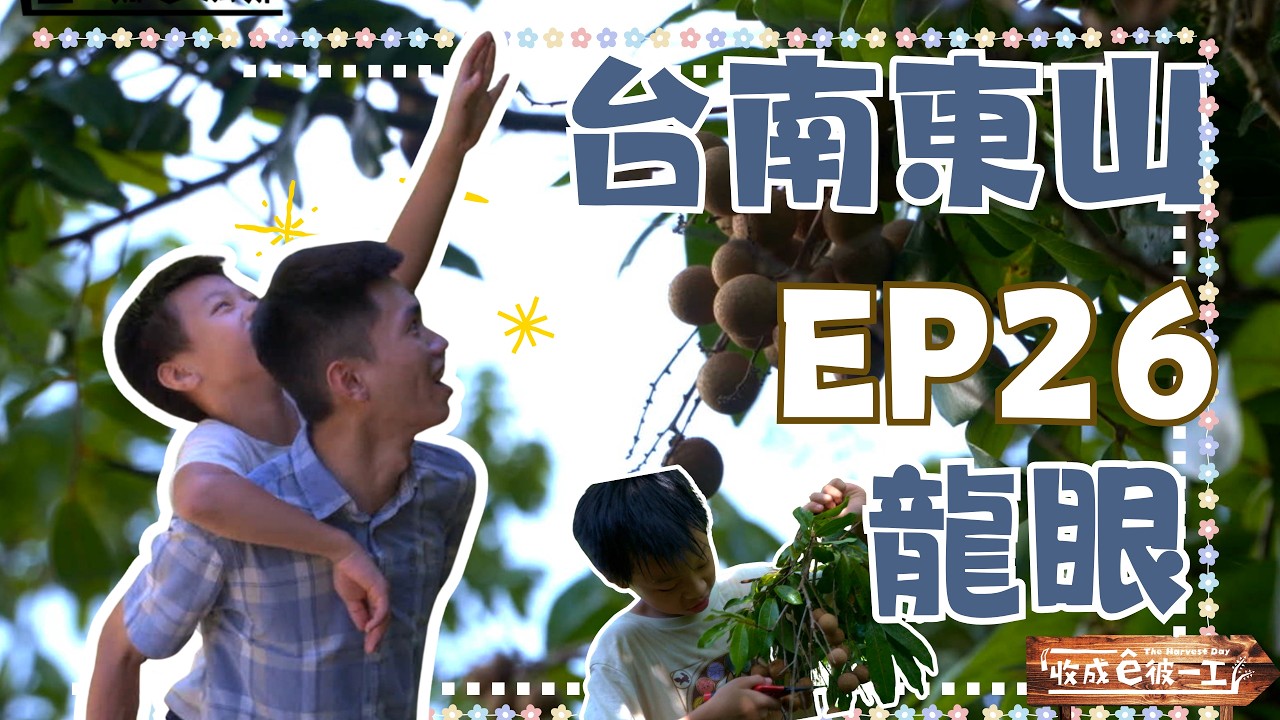 【台語】《收成ê彼一工》完整版EP26|台南東山ê龍眼||台語兒童日常|公視台語台 #洪銘鴻#兒童#農村#烘龍眼乾#台語囡仔 縮圖
