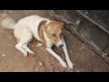 WSPA: Red Collar Campaign video