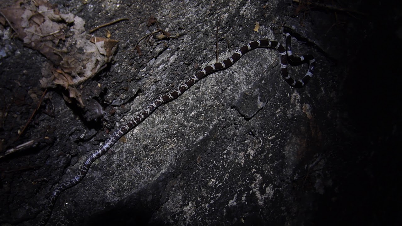 bangkok air Common Bridle Snake | Nikon D500 4K Video Test at Night 🇹🇭Thailand VLOG