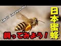 日本蜜蜂を飼ってみよう！楽しい蜜蜂との暮らし　待受け箱　　Let's keep Japanese bees!　Living with bees is fun.　　のんびりおやじNM