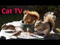 Squirrel with Pretty Tail 😸Chipmunk Enjoys Pond Birds Feeding 😸 Kitten TV 🐈  Cat TV