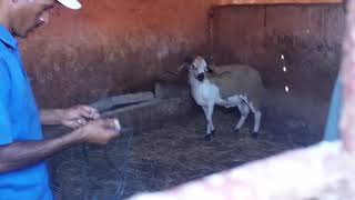 Hawli 9Bih Maroc 2017