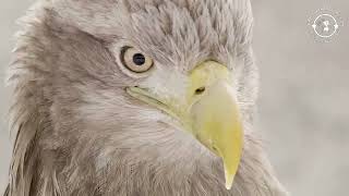Steller's sea eagle (Haliaeetus pelagicus) - The world's biggest eagle.