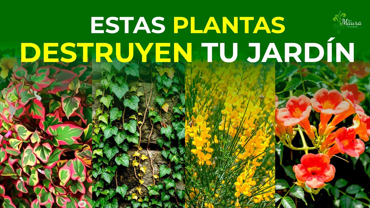 10 Plantas que los jardineros se ARREPIENTEN de haber plantado | Son invasivas