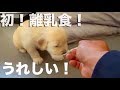 赤ちゃんたちが離乳食食べ出しました！やった！