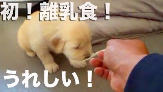 赤ちゃんたちが離乳食食べ出しましたやった