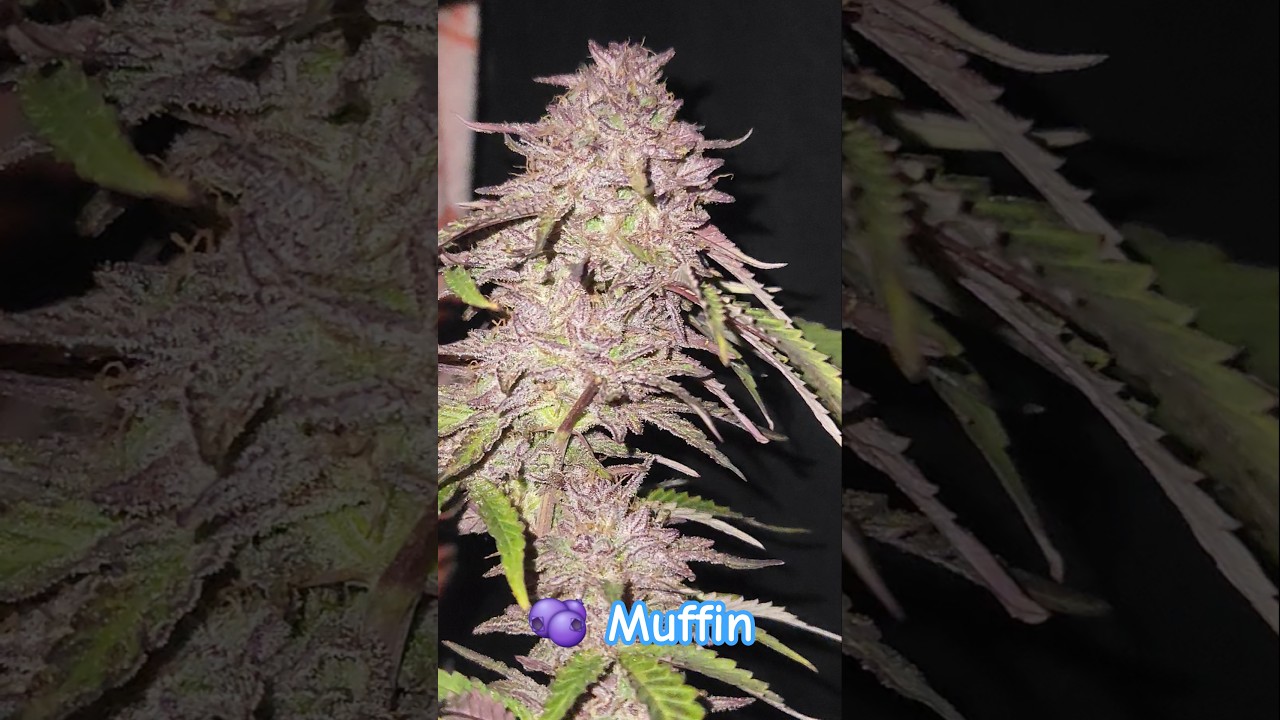 Humboldt 🔥 Genetics 