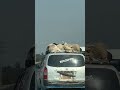 Sheep Innapropriately Transported on the Roof of Probox car #sheeptransport #animalcrueltyawareness