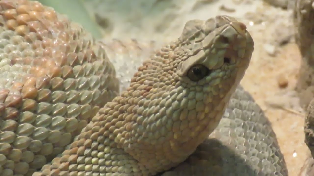 Mesmerizing Leucistic Eastern Diamondback Snake is a Work of Art at Central Florida Zoo! Sanford