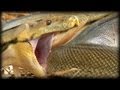 Python Attacks Itself 01 - Dangerous Animals
