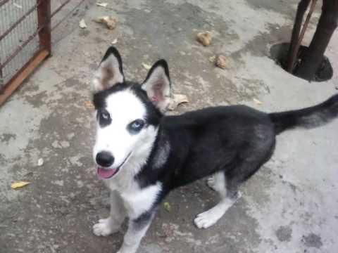 ლაი მაიმუნობს