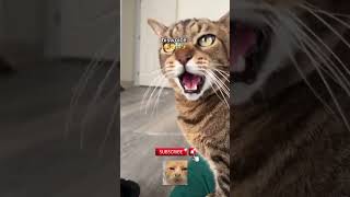 #cats of tumblr #cat #cats #kitty #animals #cute c 16 screenshot 2