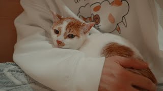 ライブ配信の裏側で実は大変なことになってました by ねこほうパパ 11,779 views 2 months ago 11 minutes, 38 seconds