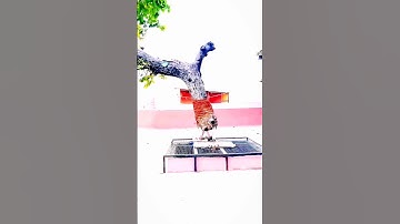 सत्यम शिवम् सुंदरम 🚩 Mahadev Status #bholebabastatus #bholenath #status #bkffofficial1