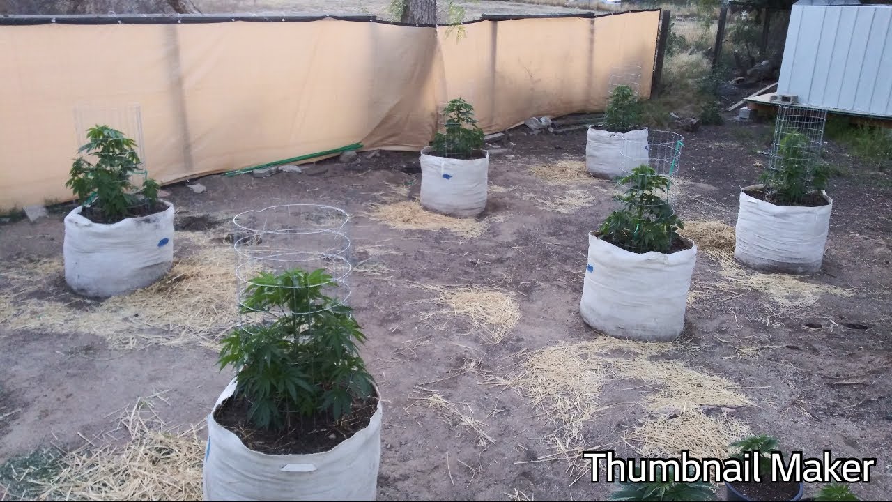 Outdoor grow 2019 7th week update