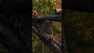 Красавчик Амурский Леопард 💓🐆 #природа #амускийлеопард