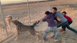 سه كي بشده ر كلب كوردستان Kurdish dog pshdar