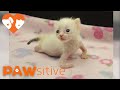 Kitten with twisted arms and legs refuses to give up  pawsitive 