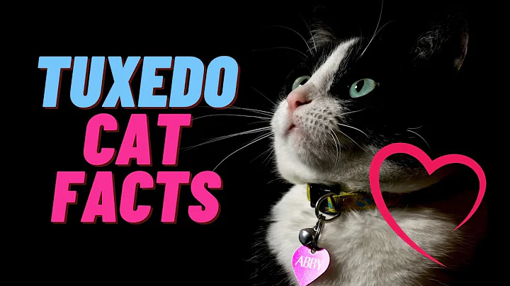 7 Surprising Facts About Tuxedo Cats 😳