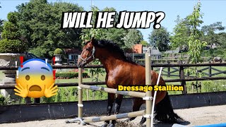 HOW HIGH CAN MY DRESSAGE STALLION JUMP?