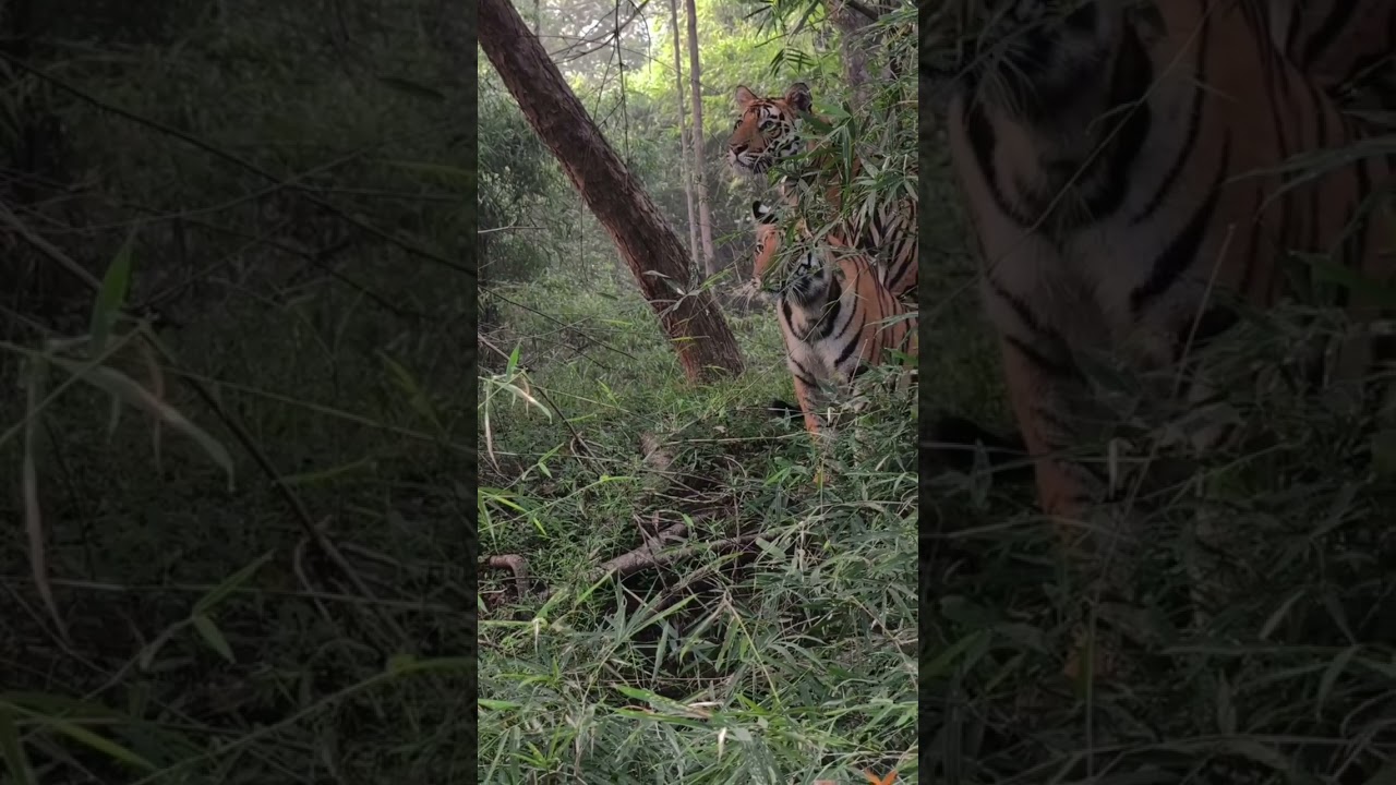 Healthy tigers in healthy forests bandhavgarh tiger reserve 🐯