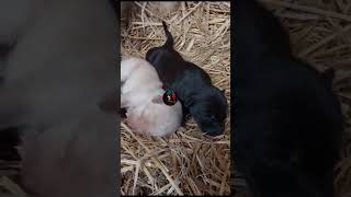 My Lovely Puppiesmylovely Dog Given Birth To These Two Puppies It Was Adopted  I Miss Both 