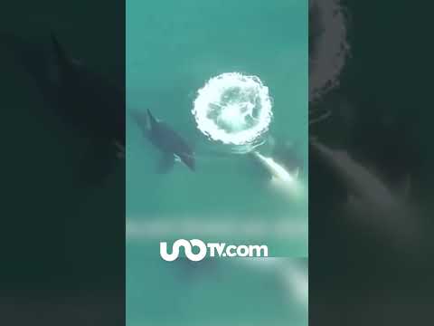 Orcas cazan a