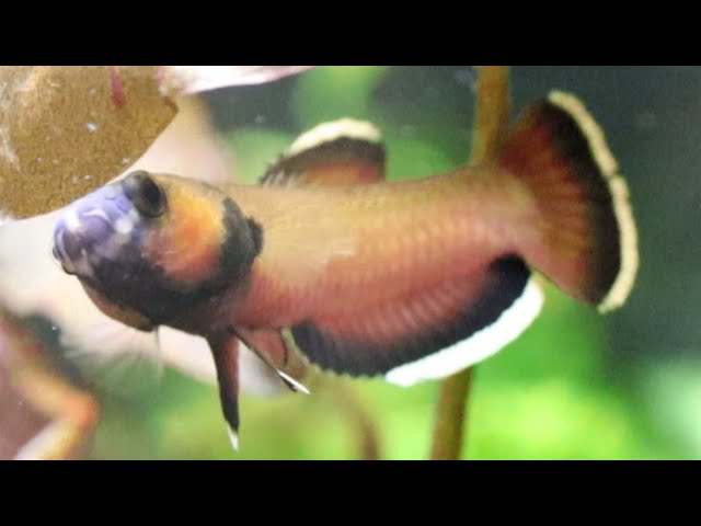 ワイルドベタ アルビマルギナータ10匹（幼魚
） ワイルドベタ アルビマルギナータ 