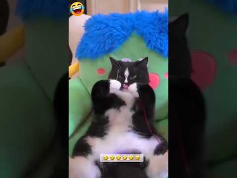 سابسکرایب یادی تان نرود هههههه  شلتنا