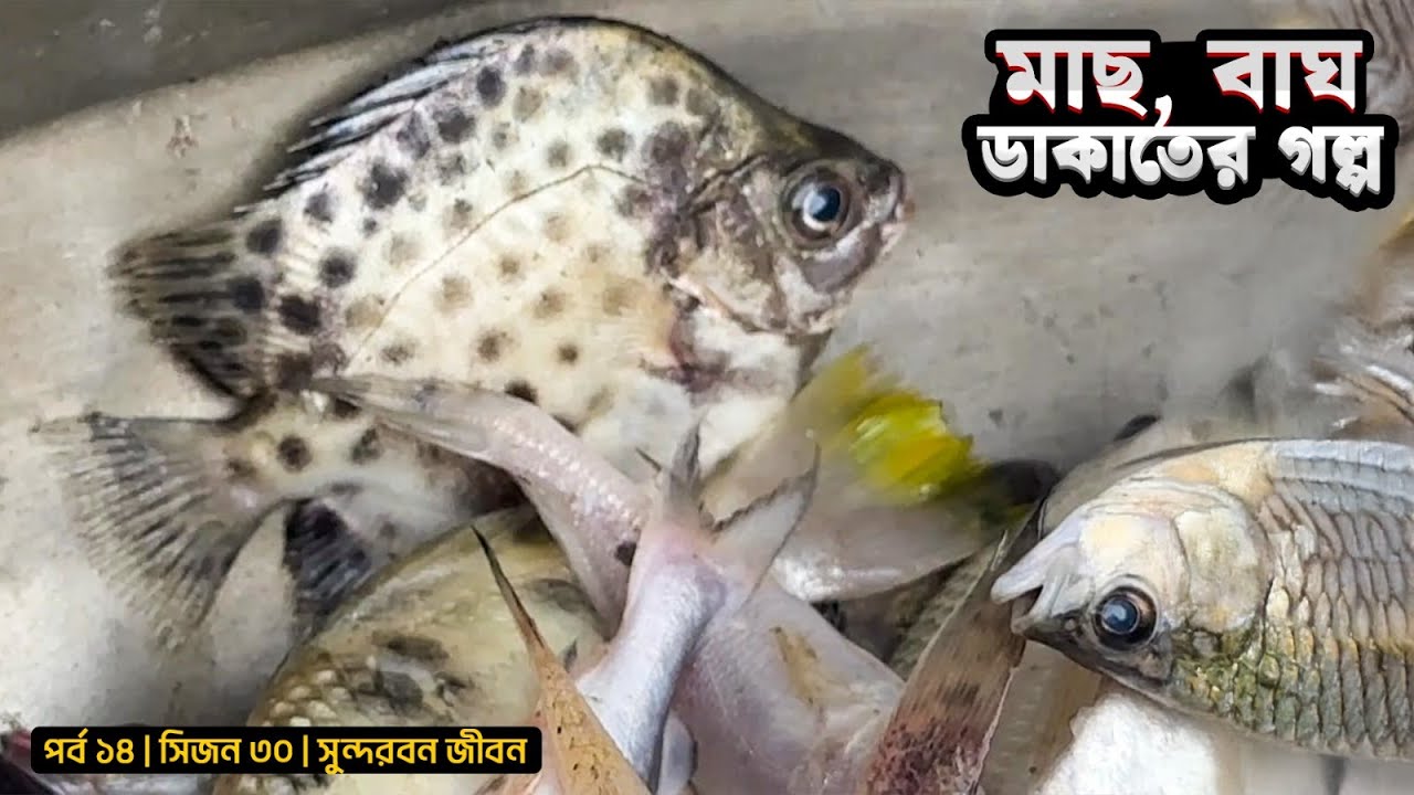 মাছ, বাঘ, ডাকাতের গল্প | সুন্দরবন জীবন | পর্ব ১৪ | সিজন ৩০ | Sundarbans | Mohsin ul Hakim