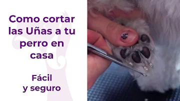 ¿Con qué frecuencia debo cortar las uñas a mi perro?