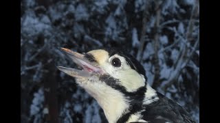 Större hackspett hane och hona (dendrocopos major, greatspotted woodpecker)