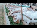 بکریوں کی خوراک اور ویڈیو 03457203399 Ainmal Goat Farming