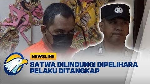 Pemelihara Satwa Dilindungi Tanpa Izin Ditangkap - [Newsline]