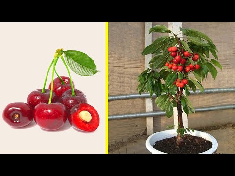 Video: Apakah Pokok Ceri Berbunga: Petua Menanam Ceri Hiasan