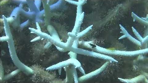 NHK VIDEO BANK - Large-scale bleaching of coral reefs -