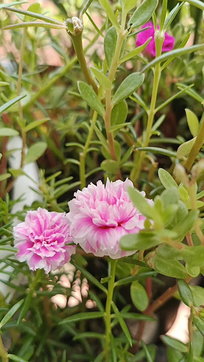#windowgarden#beautiful #flowers#moss#gardening #sweet#heaven#tranding #emotions#pink#white#yellow