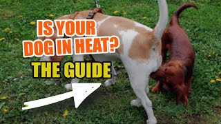 Dogs In Heat Guide To The Female Dog Heat Cycle