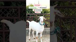 For Sale || Top Quality Barbara 👌|| K Goat Farm 📍 Moradabad || All India Transport 🚛